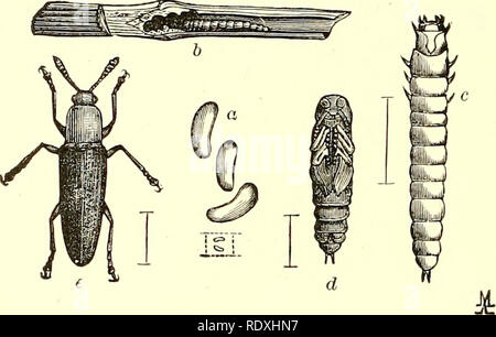 . Ökonomische Entomologie für den Landwirt und Winzer [microform]: und für die Verwendung als Text-Buch in der landwirtschaftlichen Schulen und Hochschulen. Nützliche Insekten. 176 Eine ökonomische Entomologie. Schwarz, während der thorax ist in der Regel mehr oder weniger Rot oder Gelb. Unsere gemeinsame Klee-Fütterung Arten ist L. mozardi. Es ist selten, dass jegliche Arten reichlich genug wird im Bild bemerkbar machen. 151.. Languria mozardi.-a, Ei; b, Larve im Klee Stammzellen; c, Larve, Puppe; d; e, Erwachsener. Jury; aber in Klee, wenn eine ausreichend große befallenen Bereich auftritt, prompt in der Nähe schneiden oder Wenden unter dem Sod am wirksamsten sein werden, Stockfoto