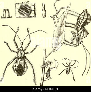 . Ökonomische Entomologie für den Landwirt und Winzer [microform]: und für die Verwendung als Text-Buch in der landwirtschaftlichen Schulen und Hochschulen. Nützliche Insekten. Das Insekt der Welt. 153 kräftigen Schnabel und ihre Säfte saugen. Es gibt andere Arten der gleichen allgemeinen Erscheinungsbild gemeinsame überall, und manche behaupten sogar, sich in unseren Städten, die Fütterung der Larven mjuring Schatten-Bäume. Ich habe einige von ihnen in New Brunswick bemerkt die Zerstörung der larvse des ELM-leaf Beetle in großen Bild. 114.. Das Rad-bug, Pttonidus ciisiatiis, in allen seinen Phasen; natürliche Größe. zahlen. Wobei es insgesamt Stockfoto