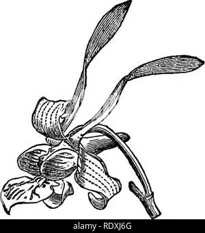 . Freaks und Wunder der Pflanzenwelt ; oder, Kuriositäten der Vegetation. Anlage Anatomie. METEORIC BLUMEN. 271. Blumen, mit violetten Balken quer über die Blütenblätter und kann eher als singulär - schöner als exzentrische charakterisiert werden. Für alle Gattungen der Orchideen sind keine Fremden als die sogenannten Masdevallia. Die Arten sind durch solche Namen wie "Chimera", nycterina, troglodyten, &Amp; c, die durch ihre seltsame und "Unheimliche" ap gerechtfertigt sind - pearance bezeichnet. Beschreibung allein konnte knapp einen angemessenen Eindruck dieser seltsame Blüten, teilweise mit langen Schwänzen herunterhängen fr vermitteln Stockfoto