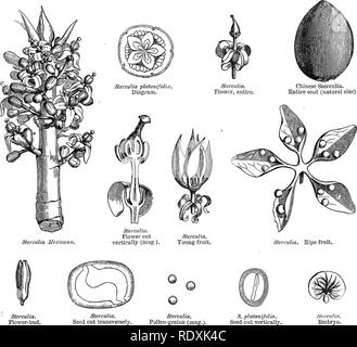 . Ein allgemeines System der Botanik, deskriptive und analytische. In zwei Teile. Teil I umreißt Der organography, Anatomie und Physiologie. Teil II. Die Beschreibungen und Abbildungen der Aufträge. Von Emm. Le Balmat [und] J. Decaisne. Mit 5500 Abbildungen von L. Steinheil und A. Riocreux. Von der ursprünglichen durch Frau Hooker übersetzt. Die Aufträge angeordnet, nachdem die Methode in der Universitäten und Schulen in Großbritannien, seine Kolonien, Amerika und Indien; mit Ergänzungen, einen Anhang auf die natürliche Methode, und eine Zusammenfassung der Bestellungen, die von J.D.Hooker. Botanik. XXXVII. STEECULIACE^. 285 Teees oder Sträucher - wit Stockfoto