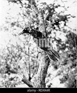 . Die Vögel Großbritanniens: deren Verteilung und Gewohnheiten. Vögel. 106 Um II nördlich von England und nie in Schottland oder Irland, aber es erstreckt sich über Europa, Persien, obwohl südlich der Pyrenäen es vertreten wird durch ein graues ist. Grünspecht Kongenere. Ihre lauten Lachen Weinen wird gesagt Regen zu deuten, und erhält es den Namen von Rainbird, während in ihren Lebensgewohnheiten in der Regel ist es ähnlich wie bei unseren anderen Holz - peckers. Es ist jedoch häufiger auf. Bitte beachten Sie, dass diese Bilder aus gescannten Seite Bilder, die digital für die Lesbarkeit erhöht worden sein können extrahiert werden - Färbung eine Stockfoto