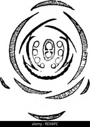 . Ein allgemeines System der Botanik, deskriptive und analytische. In zwei Teile. Teil I umreißt Der organography, Anatomie und Physiologie. Teil II. Die Beschreibungen und Abbildungen der Aufträge. Von Emm. Le Balmat [und] J. Decaisne. Mit 5500 Abbildungen von L. Steinheil und A. Riocreux. Von der ursprünglichen durch Frau Hooker übersetzt. Die Aufträge angeordnet, nachdem die Methode in der Universitäten und Schulen in Großbritannien, seine Kolonien, Amerika und Indien; mit Ergänzungen, einen Anhang auf die natürliche Methode, und eine Zusammenfassung der Bestellungen, die von J.D.Hooker. Botanik. 488. Rosa. Diagramm Diagramm. 492. Scrophnlaria. Stockfoto