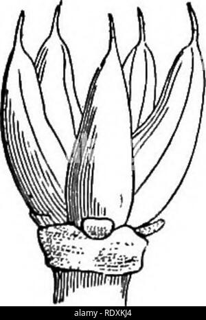 . Ein allgemeines System der Botanik, deskriptive und analytische. In zwei Teile. Teil I umreißt Der organography, Anatomie und Physiologie. Teil II. Die Beschreibungen und Abbildungen der Aufträge. Von Emm. Le Balmat [und] J. Decaisne. Mit 5500 Abbildungen von L. Steinheil und A. Riocreux. Von der ursprünglichen durch Frau Hooker übersetzt. Die Aufträge angeordnet, nachdem die Methode in der Universitäten und Schulen in Großbritannien, seine Kolonien, Amerika und Indien; mit Ergänzungen, einen Anhang auf die natürliche Methode, und eine Zusammenfassung der Bestellungen, die von J.D.Hooker. Botanik. 451. Alchemilla. Blume Schnitt vertikal (Mag.). Stockfoto