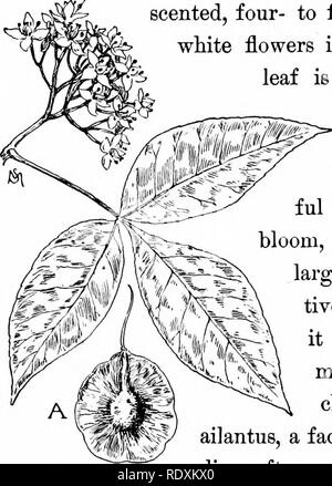 . Vertraute Funktionen von der Straße; die Blumen, Büsche, Vögel und Insekten. Natural History. 26 vertrauten FUNKTIONEN DES STRASSENRANDES. rocky Straßenränder in Peansylvania, auf Long Island und im Westen so weit wie Minnesota. Dieser Strauch, von sechs bis acht Meter hoch, trägt an den Spitzen der Niederlassung - ermöglicht Clustern von eher unangenehm duftende, Vier- bis Fünf-blättrige grünlich-weißen Blüten Anfang Juni. Die aus drei Broschüren ohne Zähne. Der Hopfen ist sehr wunder-Baum im Frühling, wenn in voller Blüte, und im Fall der arge Cluster von DECORA- tive, hoplike Obst ist eine charmant Orna- mentalen sh machen Stockfoto