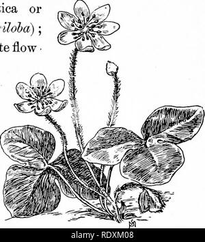 . Vertraute Funktionen von der Straße; die Blumen, Büsche, Vögel und Insekten. Natural History. Frühe wilde Blumen, PALMKÄTZCHEN. Rückzug; an seiner Stelle die Sumpfdotterblume {Caltha palustris) erscheint, eine Blume mit kaum weniger Gold in seiner Schale als der Löwenzahn besitzt. Aber das Ohr - liegst wilde Blume des Frühlings ist zweifellos das leberblümchen oder zahnwurzelentzündungen {Hepatica triloba); diese zierliche, violett-weißen Flow er angezeigt wird, bevor seine neuen Blätter (die großen rot-gestromt sind im letzten Jahr; die neuen sind winzig und Fuzzy) irgendwann Anfang April, neben einer verweilenden wenig Schnee, und unter den verdorrten Stockfoto