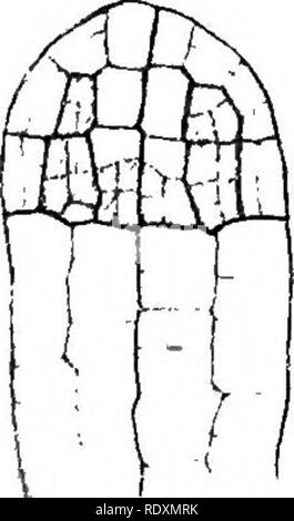 . Der Ursprung der ein Land, Flora, eine Theorie über die Fakten der Alternierung. Anlage Morphologie. JUNGERMANNIALES 267 Hinweis auf die Schritte der Evolution Der elaterophore: Dass es entstand durch teilweisen Sterilisierung des archesporium, mit der Konsequenz, dass der fruchtbaren Zone außen verbannt wird. Die Entwicklung der Pellia ist im Wesentlichen die sarne, aber die Befestigung der elaterophore wird auf der Basis der kapselfibrose Hohlraum. Es ist der Beachtung wert, dass diese Änderungen treten im Anakrogynous Jungermanniaceae, die, wie wir bereits gesehen haben, weiter fortgeschritten sind als die Akrogynous hinsichtlich Stockfoto