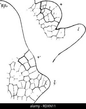 . Der Ursprung der ein Land, Flora, eine Theorie über die Fakten der Alternierung. Anlage Morphologie. 146 SPORANGIOPHORES UND SPOROPHYLLS die gleiche mittlere Ebene, und, mit Ausnahme der seltenen Anomalien, jedes sporophyll Lochrand nur ein sporangium: Dies ist in allen gesehen. Betriebe, die dem Lycopodiales. Aber sie zeigen Ihnen verschiedene Grade der Abgelegenheit der sporangium aus der Achse, während noch die strengen numerische und subtending Verhältnis beizubehalten. Damit Selaginella zeigt die nächste Beziehung Der sporangium der Achse; aber die sporangium der Lycopodium stammt eindeutig aus dem Gewebe der sporop Stockfoto