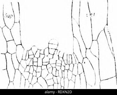 . Der Ursprung der ein Land, Flora, eine Theorie über die Fakten der Alternierung. Anlage Morphologie. 124 ABWEICHUNGEN IN DER ANZAHL DER SPORANGIEN Morphologie der Blütenpflanzen; während die Regelmäßigkeit und Konstanz in Anzahl und Position der sporangien im Lycopods, Equiseta und Eusporangiate Farne, bei der Interpolation nicht auftritt, ist unterschätzt worden. Aber diese, aus Gründen der Vergleich und der fossilen Geschichte, sind unter den Primitivsten von Gefäßpflanzen. Damit Interpolation von neuen Sporangien ist als Faktor der Steigerung der Anzahl der sporangien erkannt zu werden, aber es ist nicht eine allgemeine Stockfoto