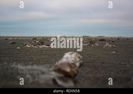 Strand der Normandie alte Oyster Farm Stockfoto