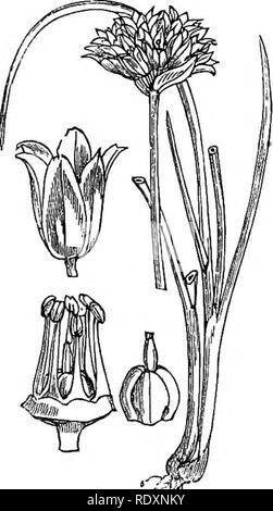 . Abbildungen der britischen Flora: Eine Reihe von holzstichen, mit Sezieren, britischer Pflanzen. Botanik; Botanik. 1045. Allium oleraceum.. Bitte beachten Sie, dass diese Bilder sind von der gescannten Seite Bilder, die digital für die Lesbarkeit verbessert haben mögen - Färbung und Aussehen dieser Abbildungen können nicht perfekt dem Original ähneln. extrahiert. Fitch, W. H. (Walter Haube), 1817-1892; Smith, Worthington George, 1835-1917; Bentham, George, 1800-1884. Handbuch der britischen Flora. London, L. Reeve &Amp; Co. Stockfoto