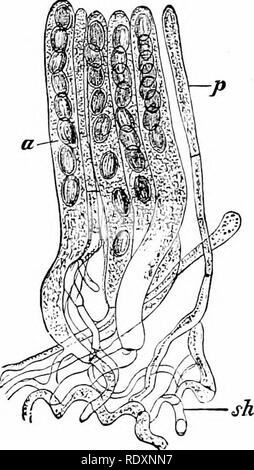 . Botanik der lebenden Pflanze. Botanik. Kapitel XXVIII. EU-MYCETES.- (a) ASCOMYCETEN. Die Pilze, die zu den Ascomyceten, tlie erster Klasse des Septiert Eu-mycetes, sind sehr verschiedene in Gewohnheit. Viele sind Parasiten, die meist auf der Blätter und Stängel von Blühende Pflanzen: zum Beispiel das Mil - Dews, wie Sphaerotheca. Andere sind SAP-rophytes, wie die kleinen und verbreitete Formen, Aspergillus und Penicillium. Wieder andere bilden große Fruchtkörper, wie denen von Peziza, oder die essbaren TrufHe {Knolle), oder die Morel [Morchella). Einige sind parasitäre an Tieren, wie im Fall von Cordyceps, die Stockfoto