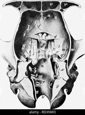 . Die Anatomie der Haustiere. Veterinär Anatomie. 794 NERVENSYSTEM DES PFERDES Teil des Thalamus, und (3) die vordere quadrigeminal Körper (indirekt). Die Fasern, die in der medial geniculate Body, erscheint zu gudden's Commissure zu gehören und nicht-visuellen in Funktion. Die^ dsual Fasern, die aus den seitlichen Teil der Netzhaut von der gleichen Seite und der medialen Teil der Netzhaut von der gegenüberliegenden Seite kommen, kündigen Über die Zellen in der anterioren Quad-core-rigeminal Körper, und den Teil des Thalamus, entspricht dem pulvinar und seitliche genicu - später Leib des Menschen. Von der Stockfoto