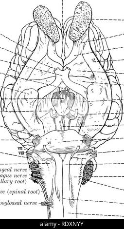 . Die Anatomie der Haustiere. Veterinär Anatomie. Das Gehirn 771 der neunten oder glosso - rachenentzündungen, der zehnten oder Vagus und der Elften oder spinale Zubehör Nerven sind durch eine Reihe von Unear Wurzeln mit dem lateralen Aspekt des ventralen Oberfläche der Medulla verbunden. Die wirbelsäule Teil des Zubehör Nerv kommt nach vorn an den Rand der Medulla seine medulläre root zu verbinden. Die zwölfte oder Nucleus nervus hypoglossus Nerv ergibt sich aus dem hinteren Teil der Medulla entlang der seitlichen Kante der Pyramide. Die Teile, die sichtbar sind, wenn das Gehirn von oben gesehen ist der zerebralen Hemisphären, die Stockfoto