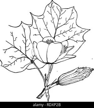 . Die Familien der Blütenpflanzen. Pflanzen; Phanerogamen. Familien der FLOWEEING PFLANZEN 107. Abb. gu Blüte' zweig Der tulip-Baum (Liriodendron lulipifera aus Bulletin yj, Vermont Landwirtschaftliches Experiment Station, von Miss Anna Clark. l "oaned von der Universität von Vermont. Der Name "können so caly," Bedeutung "Kelch - Blume." Es gibt drei Arten von Bulneria, alle Einwohner dieses Landes, und von zwei Chino-Japanese Ghionanthus, ein Strauch häufig in Gärten, wo es oft im Winter blüht kultiviert. Die Familie besitzt keine wirtschaftlichen Wert, soweit ich weiß.. Klagegründe Stockfoto