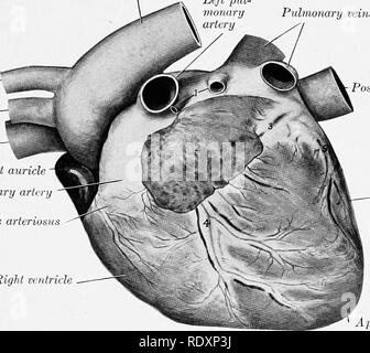 . Die Anatomie der Haustiere. Veterinär Anatomie. Die PEEICABDIXJM UND HERZ 743 wUi, ^^°'l?^^'' Kontakt Das perikard mit der Brustwand ist vor allem ventralen und ist am besten sichtbar Muskulatur) TheT, l^^", tpH? f'k^", "^^ist Position (nach Ausbau des mtercostal und rectus Thorac^ Muskeln) aiea gesehen wird. lmost dreieckig. Der vordere Rand des Dreiecks (durch Xe "^e^d keine "nf ttfthfw ^ " ^^w^^.^"^"^^^^^^ vierten Rippenbögen Knorpel und erstreckt sich über die medianebene interchondral endmg auf dem dritten Platz in der Nähe der costo - chondral Kreuzung. Rechts Stockfoto