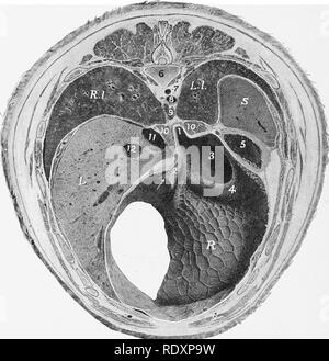 . Die Anatomie der Haustiere. Veterinär Anatomie. 474 VERDAUUNGSSYSTEM DER SCHAFE und gezackte Kanten haben. Die dorsale Teil dieser Sac hat, in der Nähe des rumino-retikuläre Drossel, ein papillated Schleimhaut wie den Pansen. Der Psalter ist viel kleiner als die Reticulum, seine Kapazität nur über ein Pint. Es ist oval und seitlich zusammengedrückt. Es ist fast vollständig rechts von der Längsmittelebene gelegen, gegenüber der neunten und zehnten Rippen. Abb. 407.- Querschnitt von Schafen, durch 9 Thoracic Wirbel; anteriore Ansicht. 1, Cardia; 2, cesophageal Ansmann AG Stockfoto