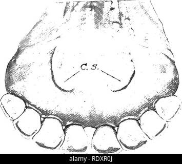 . Die Anatomie der Haustiere. Veterinär Anatomie. 448 VERDAUUNGSSYSTEM DES OCHSEN jeder Seite Der glosso - epiglottic Falten. Die Muskulatur ist gut entwickelt, und re-semble im Allgemeinen diejenigen des Pferdes; die Hyo-glossus entsteht durch zusätzliche Teile aus der großen und mittleren cornua Der zungenbein. Die Zunge ist sehr pro-tractile und ist das oberste Organ der prehesion. Die Zähne 1 der Formel der permanenten Zähne der Ochse ist: / 0 0 3 3 2 I I-C-P-jNI-I = 32 / 0 0 3 3 (I-C-P-jM) = V 4 0 3 3/Die Schneidezähne im Oberkiefer nicht vorhanden sind. Es gibt acht Schneidezähne im unteren j Stockfoto