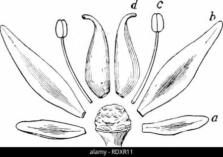 . Pflanzen, mit besonderer Bezugnahme auf Form und Funktion betrachtet. Pflanzenphysiologie. VEGETATIVE VERMEHRUNG. 259 Eine große Zahl von spoi 'Ophylls gehen zu Lasten der Torus ist gestreckt, wie in der mousetail (Abb. 286); oder stark vergrößert. Bitte beachten Sie, dass diese Bilder sind von der gescannten Seite Bilder, die digital für die Lesbarkeit verbessert haben mögen - Färbung und Aussehen dieser Abbildungen können nicht perfekt dem Original ähneln. extrahiert. Barnes, Charles Reid, 1858-1910. New York, H. Holt &Amp; Company Stockfoto