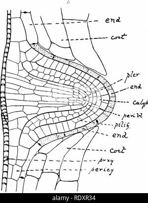 . Botanik der lebenden Pflanze. Botanik. Fio. 62. Herkunft eines seitlichen root aus dem pericycle, wie im Längsschnitt von Reseda gesehen. In {a) Die periciinal pericycle durch Mauern geteilt hat, fomi vier Schichten, denen die Gewebe namens 'Referable sind; Der endodermis ist umgefallen. In {b) der formativen Gewebe klar anerkannt werden. Die endodermis {end) hat als digesti' e Sac entwickelt. (Â¢â: 100.) (.^ Ach^' eine Tieghem.) aus dem übergeordneten root. Eine solche Herkunft ist als endogene beschrieben, und ist im Gegensatz zu den exogenen Ursprungs der Blätter, in denen die Oberfläche - Gewebe bleibt kontinuierlich über den Stockfoto