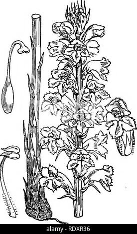 . Abbildungen der britischen Flora: Eine Reihe von holzstichen, mit Sezieren, britischer Pflanzen. Botanik; Botanik. 716. Orobanche caryophyllacea. 718. Orobanche elatiorbegonie Erdbeere.. Bitte beachten Sie, dass diese Bilder sind von der gescannten Seite Bilder, die digital für die Lesbarkeit verbessert haben mögen - Färbung und Aussehen dieser Abbildungen können nicht perfekt dem Original ähneln. extrahiert. Fitch, W. H. (Walter Haube), 1817-1892; Smith, Worthington George, 1835-1917; Bentham, George, 1800-1884. Handbuch der britischen Flora. London, L. Reeve &Amp; Co. Stockfoto