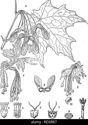 . Ein Handbuch der giftigen Pflanzen, vor allem des östlichen Nordamerika, mit kurzen Anmerkungen zu Wirtschafts- und Heilpflanzen, und zahlreichen Abbildungen. Giftige Pflanzen. 616 HANDBUCH DER GIFTIGEN PFLANZEN HiPPOCASTANACEAU. Roßkastanie-Familie - Bäume oder Sträucher; Blätter gegenüber, digitately petioled, 3-9 - folioIate; Blüten in Rispen, unregelmäßige und polygam; Blütenkelch S-Gelappt oder S-cleft; Blütenblätter 4-S, ungleiche, kratzte; disk Gesamte; Staubblätter S-8; Fruchtknoten sessile, 3-celled; Eizellen 2 in jedem Hohlraum; Stil; schlank Kapsel ledrigen, glatt oder Stacheligen, 1-3-celled; Samen große glänzende; Keimblätter sehr dick. Nur 2 ge Stockfoto