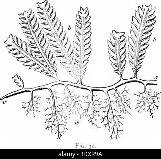 . Pflanzen, mit besonderer Bezugnahme auf Form und Funktion betrachtet. Pflanzenphysiologie. 24 PFLANZEN.. Abb. 30. âOne ccenocyte aus einem Zweig der CladopJiora, slu^^ gewinnen 15 Kerne, Ch, Chloroplasten; h. pyrennids; a^Stärke-Körner;?; Kerne vergrößert 270 diam.â nach StrasburKcr. Abb. 31 âPart eines pLint von Ccinlcr/.' Ich. Siehe Text", 29. Zwei Drittel der natürlichen Größe. ÂAfter Sachs.. Bitte beachten Sie, dass diese Bilder aus gescannten Seite Bilder, die digital für die Lesbarkeit verbessert haben mögen - Färbung und Aussehen dieser Abbildungen können nicht genau mit dem beschäftigungsprojekt ähneln extrahiert werden Stockfoto