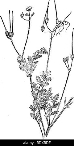 . Ein Handbuch der giftigen Pflanzen, vor allem des östlichen Nordamerika, mit kurzen Anmerkungen zu Wirtschafts- und Heilpflanzen, und zahlreichen Abbildungen. Giftige Pflanzen. GERANIACEAEâERODIUM 579, schädigenden Eigenschaften. Arten von Erodium, wie die der Stipa haben in manchen Fälle scharfen, spitzen sich Schwielen, die sich in das Fleisch stecken und Verletzungen von Tieren zufügen. Unsere gemeinsame Arten ist aber leicht auf diese Weise problematisch. Die fruchtblätter der Erodium in der Wolle der Schafe und damit die Wolle ist etwas weniger gerenderten verkäuflich. B. moschatum ist schädlich. Bitte beachten Sie, dass diese Bilder extrac sind Stockfoto
