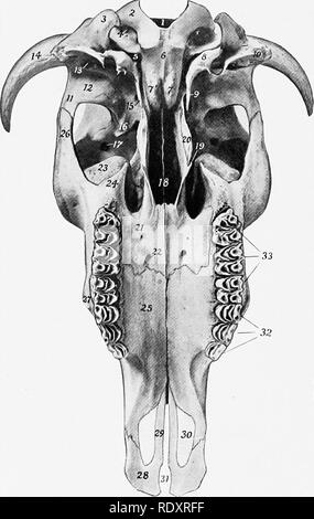 . Die Anatomie der Haustiere. Veterinär Anatomie. 136 SKELETT DER OCHSE Länge des Schädels und des Daches des Schädels. Der Posterioren grenzen Form mit dem parietals einen großen zentralen frontal Eminence (Torus frontalis), dem höchsten Punkt des Schädels. An der Kreuzung der hinteren und seitlichen Grenze ist der Processus comus oder "Horn core", für die Unterstützung der Hupe. Diese proc-. Abb. 134.- Schädel von Ochsen, ohne Unterkiefer; Ventrale Ansicht. 1, Foramen magnum; 2, Okzipitalen kondylus; 3, paramastoid Prozess; 4, condyloid Foramen; 5, foramen lacerum; 6, Arteria Teil von Oc Stockfoto