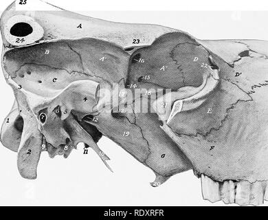 . Die Anatomie der Haustiere. Veterinär Anatomie. 134 SKELETT DES OCHSEN das foramen rotundum orbito-. Der hintere ist das Foramen ovale, die den mandibularnerv überträgt. Die orbital Flügel ist dick und wird von der frontalen in solcher Weise überlappen, wie extern in zwei Zweige aufgeteilt zu erscheinen; die vorderen Teil verbindet die ethmoid am sphenopalatine Foramen und contamsa kleine Sinus, die kommuniziert mit einem ethmoidal Meatus der zeitlichen Flügel ist klein, bildet aber eine prominente Dicke lateralis Crest. Die Lateralis Prozess ist breit, und es gibt keine alar Kanal. Die sphenoidal Stockfoto