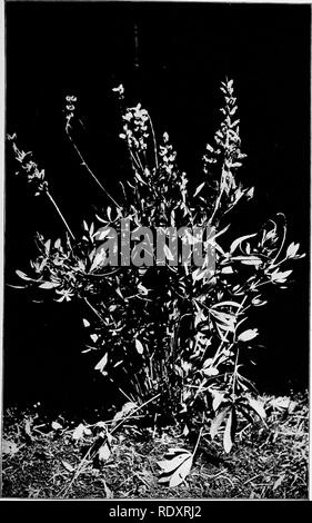 . Ein Handbuch der giftigen Pflanzen, vor allem des östlichen Nordamerika, mit kurzen Anmerkungen zu Wirtschafts- und Heilpflanzen, und zahlreichen Abbildungen. Giftige Pflanzen. Ivupine in Blüte (Lupinus sp.) Auf der westlichen Bereiche. (Bull. Nev-Agr. Exp. Sta. SS). Bitte beachten Sie, dass diese Bilder sind von der gescannten Seite Bilder, die digital für die Lesbarkeit verbessert haben mögen - Färbung und Aussehen dieser Abbildungen können nicht perfekt dem Original ähneln. extrahiert. Pammel, L. H. (Louis Hermann), 1862-1931. Cedar Rapids, Ia, die Taschenlampe drücken Sie Stockfoto