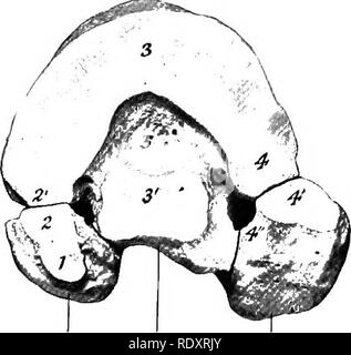 . Die Anatomie der Haustiere. Veterinär Anatomie. M.l. T.2+S Abb. 158 ...