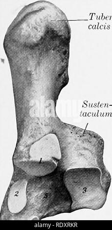 . Die Anatomie der Haustiere. Veterinär Anatomie. Die zentrale FUSSWURZELKNOCHEN 121 Es besteht aus einem Körper und einem medialen Prozess, der sustentacu - erweitern das Sprunggelenk, lum Tah. Der Körper (Corpus) am proximalen Ende vergrößert die Knolle calcis oder "pomt der Hock" zu bilden; im hinteren Teil dieses eminenz gibt Anhang an die Sehne des Gastrocnemius, während auf der Vorderseite und auf jeder Seite liefert die Kuvertierung zu sehnen der oberflächlichen digitalen flexor, Bizeps, und semitendinosus Muskeln. Der distalen Extremitäten trägt eine konkave Facette für Artikulation mit dem Vierten tarsal Bon Stockfoto