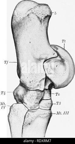 . Die Anatomie der Haustiere. Veterinär Anatomie. 120 das Skelett DES PFERDES der Schienbeinkopf Fußwurzelknochen Der schienbeinkopf Fußwurzelknochen (Os tarsi Tibiale) Ich ist der medial Knochen des proximalen Zeile. Es ist äußerst unregelmäßig in Form, sondern kann auch als mit sechs Oberflächen für Beschreibung betrachtet werden. Die proximalen und dorsalen Flächen sind kontinuierlich, und bilden eine trochlea (troch - Lea tali) zur Artikulation mit dem distalen Ende des Schienbeins. Die trochlea besteht aus zwei schräge Kanten mit einer tiefen Nut zwischen ihnen; diese Kurve spiralförmig für-Gemeinde, nach unten und nach außen, so dass ein Winkel von 12 bis 15 Grad Stockfoto