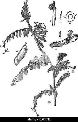 . Ein Handbuch der giftigen Pflanzen, vor allem des östlichen Nordamerika, mit kurzen Anmerkungen zu Wirtschafts- und Heilpflanzen, und zahlreichen Abbildungen. Giftige Pflanzen. "524 HANDBUCH DER GIFTIGEN pflanzen Gras, Krapp, rue, und Orchideen, Composites als Trilisa, in der Wurzel -^ tock von Vitis sessilifolia und Prunus Common. Es ist am leichtesten erkannt, wenn die Pflanze beginnt zu welken oder nach ist sie tot. Pseudocumarin C H O^^ ist wie die riechende Substanz in Coronilla scorpioides gefunden. Die Samen von Mucuna pruriens giganteum und von M. sind für verschiedene Zwecke als Uhr Charme, oder wie andere o verwendet Stockfoto