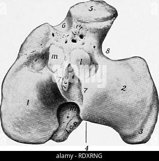 . Die Anatomie der Haustiere. Veterinär Anatomie. Die Fibel 117 patellar sehnen. Eine halbrunde glatte Kerbe, den Sulcus muscularis, trennt die tuberosity aus der lateralen Kondylus und gibt Passage zum gemeinsamen Sehne des origm Der extensor Digitalis longus und der peroneus Tertius. Der distalen Extremitäten (Extremitas Distalis) ist viel kleiner als der proximalen Eine; es ist viereckig in Form und größere medial als seitlich. Es präsentiert eine Artikuläre Oberfläche (Cochlea Tibia), der den troclilea Der schienbeinkopf Fußwurzelknochen angepasst wird, und besteht aus zwei Nuten getrennt b Stockfoto