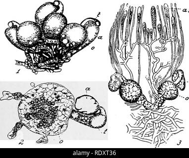 . Ein Handbuch der giftigen Pflanzen, vor allem des östlichen Nordamerika, mit kurzen Anmerkungen zu Wirtschafts- und Heilpflanzen, und zahlreichen Abbildungen. Giftige Pflanzen. Basidiomyceten - IvYCOPERDACEAE 247 Dr. Miquel listet die Lycoperdon Bovista als giftig, und Lycoperdon cyathiforme sind essbar, wenn frisch, aber giftig, wenn die Pflanzen reifen. Diese NIDULARIACEAB verbündet ist zu den oben genannten und enthält die Bird's Nest Pilz. (Cruci - bulum vulgare), die auf Holz und Dung auftritt und der Cyathus striatus. Die falsche Trüffel {Scleroderma vulgare) gehört zu einer alliierten bestellen. Ascomyceten Myzel Stockfoto