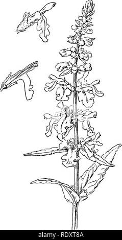 . Pflanzen Leben und Werk verwendet; eine elementare Lehrbuch, eine Stiftung für das Studium der Landwirtschaft, Hauswirtschaft oder Hochschule Botanik. Botanik. 288 Blumen, die anthere liegt in der Nähe der Mitte und schwingt an beiden Enden. Es ist ein gutes Geschäft der Variation in der Art und Weise, in der die Pollen sacs öffnen. Die gängigste Methode ist durch eine längs geschlitzt. Manchmal jedoch, die Slit ist nur an der Spitze der Staubbeutel, und manchmal auch die Pollen wird durch eine runde Pore entladen. (Siehe Abbildung Nr.) gibt es noch andere Varianten in dieser Funktion des andrcecium. Staubblätter variieren, wo Sie ein Stockfoto