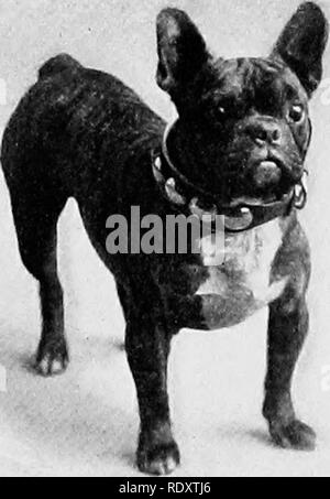 . Der Hund buchen. Eine populäre Geschichte des Hundes, mit praktischen Informationen über die Pflege und Verwaltung von Haus, Zwinger, und Ausstellung Hunde; und Beschreibungen aller wichtigen Rassen. Hunde. Meister MAURICE Eigentum von Frau E.L. Piilsifer, New Rochelle, N.Y.. Bitte beachten Sie, dass diese Bilder sind von der gescannten Seite Bilder, die digital für die Lesbarkeit verbessert haben mögen - Färbung und Aussehen dieser Abbildungen können nicht perfekt dem Original ähneln. extrahiert. Watson, James, 1845 -. New York, Doubleday, Page&amp; Company Stockfoto
