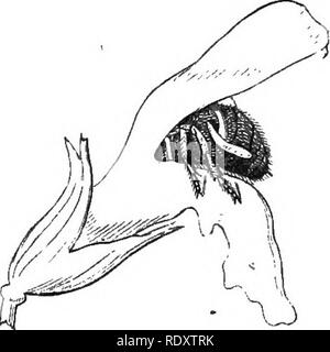 . Auf Britischen wilden Blumen in Bezug auf die Insekten. Blumen; Düngung von Pflanzen, die von Insekten und Pflanzen. Abb. 113. Abb.. Bitte beachten Sie, dass diese Bilder sind von der gescannten Seite Bilder, die digital für die Lesbarkeit verbessert haben mögen - Färbung und Aussehen dieser Abbildungen können nicht perfekt dem Original ähneln. extrahiert. Lubbock, John, Sir, 1834-1913. London, Macmillan und Co. Stockfoto