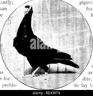 . Unsere heimische Tiere, ihre Gewohnheiten, Intelligenz und Nützlichkeit; tr. Aus dem Französischen von Gos. De Voogt, von Katharine S. Wormeley;. Heimische Tiere. XII TAUBEN die Wilde Taube für seine sehr schlechte Nester festgestellt wird. Die Legende sagt, dass es nicht gut ist, und zu sehen, wie die Fähigkeit, mit der die Magpie aus ihr zu machen, forderte er sie auf, so gut zu sein wie ihm Unterricht zu geben. Die mag-pie zu dieser unter der Bedingung, dass die I. in Vergangenheit und Gegenwart Obwohl die Pae^ con am Ende dieser Arbeit kommt zugestimmt, und Lfd | uently nach vielen anderen unserer heimischen Tiere, sowohl Vierbeiner und Zweibeiner, ich Stockfoto