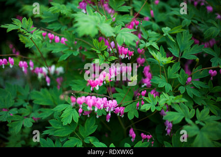 Lamprocapnos Californica - blutende Herz Blume. Stockfoto