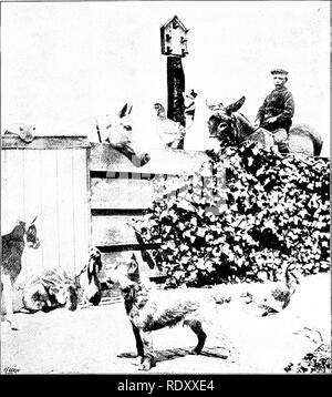 . Unsere heimische Tiere, ihre Gewohnheiten, Intelligenz und Nützlichkeit; tr. Aus dem Französischen von Gos. De Voogt, von Katharine S. Wormeley;. Haustiere. Mann. Ihre Struktur, ihre Eigenschaften, ihre pecuharities, g'i'e Die "ery bemerkenswerte Vergleiche. Zahllos sind die Traditionen, die Anekdoten, und die Fakten, die zeigen, was der außerordentlichen Entwicklung der Intelligenz oder Instinkt der Tiere können erreichen, ob spontan oder durch Übung oder Erfahrung. Wie ist es möglich, nicht auf das Sehen ein Jagdhund stop kurz im offenen Land, unbeweglich wie eine Statue, die Noth zu wundern, Stockfoto