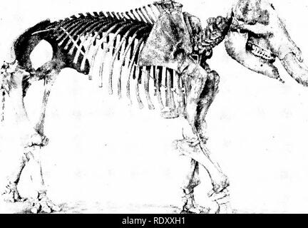 . Grundsätze der modernen Biologie. Biologie. 570 - Vererbung und Evolution. : F-":, Abb. 29-17. Die mastodone waren sehr zahlreich gegen Ende des Tertiärs. (Mit freundlicher Genehmigung des American Museum of Natural History, New York.) abgeleitetes von niedrigeren Primaten. In der Tat, wenn man Rennen der Menschen, die heute noch am Leben sind, gehören zu einem Spuren der Fossilien, es zu einzelnen Arten unmöglich ist, Homo sapiens: und dass die ziehen eine scharfe Trennlinie zwischen den Affen und der älteste fossile Überreste dieser Arten sind mehrere Arten von "Mann", der in der PLEISTOZÄNE Schichten Bestand gefunden, gebildet über 250.000 Pleist Stockfoto