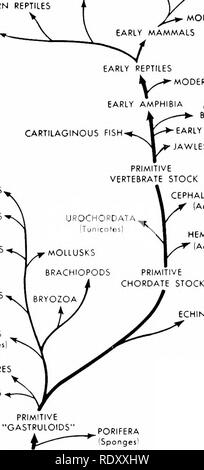 . Grundsätze der modernen Biologie. Biologie. ANIMAL KINGDOM BEUTELTIERE^ ZENTRALEN^ MODERNEN REPTILIEN DINOSAURIER y Zjt MONC KLOAKENTIERE frühen Säugetiere frühe Moderne amphibia amphibia MODERNEN KNOCHENFISCHE ARTHROPODEN PERIPATUS ANNELIDEN NEMERTINES PLATTWÜRMER [Platyhelminlhes} RIPPENQUALLEN HOHLTIERE. Frühe KNOCHENFISCHE JAWLESS FISCH CEPHALOCHORDATA Amphioxus] HEMICHORDATA jrn Würmer) ECH1 NODERMS PRIMITIVE" BLASTULOIDS" (VIELZELLIGE &Amp; Coloniol)^ HOLOZOIC FLAGELLATEN (Aerobicl MODERNE PROTOZOEN NICELLULAR grüne Pflanzen/(produzierte 02)/frühen farblosen Zellen (Anaerobe; produziert CO2) PRIMITIVE LEBEN MATT Stockfoto