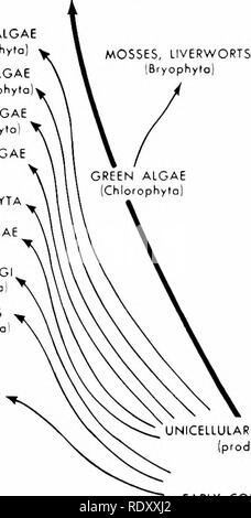 . Grundsätze der modernen Biologie. Biologie. PRIMITIVE GEFÄSSPFLANZEN [Eorly Tracheophytes) braunen Algen (Phaeophyto rote Algen ALGEN (Pyrrophyt IRhodophyta FLAMME GOLDGELB ALG (Chrysophyta EUGIENOPHYTA BLAU GRÜN ALGAi (Cyartophyla HÖHERE FUNG (Eumycophyta! Schleim Formen [MyxOTiycophyt moderne Bakterien (SchizomycophyfaJ. ANIMAL KINGDOM BEUTELTIERE^ ZENTRALEN^ MODERNEN REPTILIEN DINOSAURIER y Zjt MONC KLOAKENTIERE frühen Säugetiere frühe Moderne amphibia amphibia MODERNEN KNOCHENFISCHE ARTHROPODEN PERIPATUS ANNELIDEN NEMERTINES PLATTWÜRMER [Platyhelminlhes} RIPPENQUALLEN HOHLTIERE. Bitte beachten Sie, dass diese Bilder extra sind Stockfoto