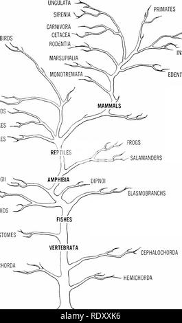 . Grundsätze der modernen Biologie. Biologie. 560 - Vererbung und Evolution KROKODILE ECHSEN SCHLANGEN SCHILDKRÖTEN CROSSOPTERYGII TELEOSTS -^ GANOIDS CYCLOSTOMEN UROCHORDA UNGULATA SIRENIA CHIROPTERA INSECTIVORA EDENTATA. CEPHALOCHORDA Abb. 29-6. Wahrscheinliche Zusammenhänge des chordates. (Diese Gruppen sind in Kap. 32 beschrieben.). Bitte beachten Sie, dass diese Bilder sind von der gescannten Seite Bilder, die digital für die Lesbarkeit verbessert haben mögen - Färbung und Aussehen dieser Abbildungen können nicht perfekt dem Original ähneln. extrahiert. Marsland, Douglas, 1899 -. New York, Holt, Rinehart und Gewinnen Stockfoto