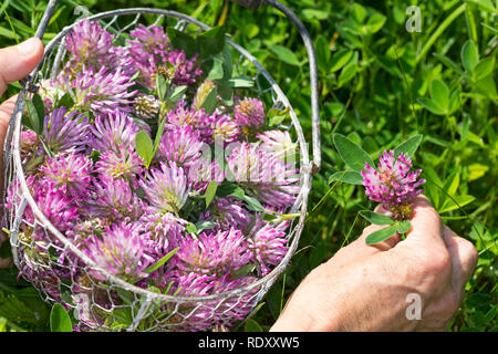 Wiesen-Klee, Ernte, Illustr., Kräuterernte in einen Korb, Wiesenklee, Rot-Klee, Rotklee, Klee, Trifolium pratense, roter Klee, Le Trèfle violett, le Trè Stockfoto