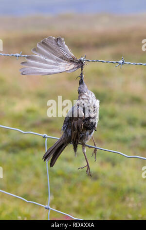 Vogel stirbt ein Stacheldraht, Zaun, Stacheldrahtzaun, Tod durch Draht in der Landschaft, Vogel stirbt von Stacheldraht, Zaun, Stacheldraht zaun, Tod durch Stockfoto