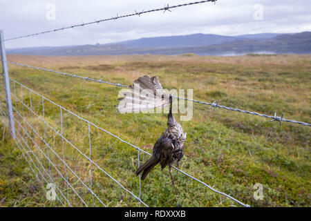 Vogel stirbt ein Stacheldraht, Zaun, Stacheldrahtzaun, Tod durch Draht in der Landschaft, Vogel stirbt von Stacheldraht, Zaun, Stacheldraht zaun, Tod durch Stockfoto