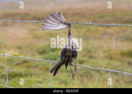 Vogel stirbt ein Stacheldraht, Zaun, Stacheldrahtzaun, Tod durch Draht in der Landschaft, Vogel stirbt von Stacheldraht, Zaun, Stacheldraht zaun, Tod durch Stockfoto